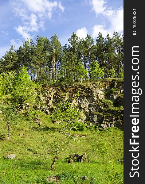 Summer landscape of young green forest with bright blue sky