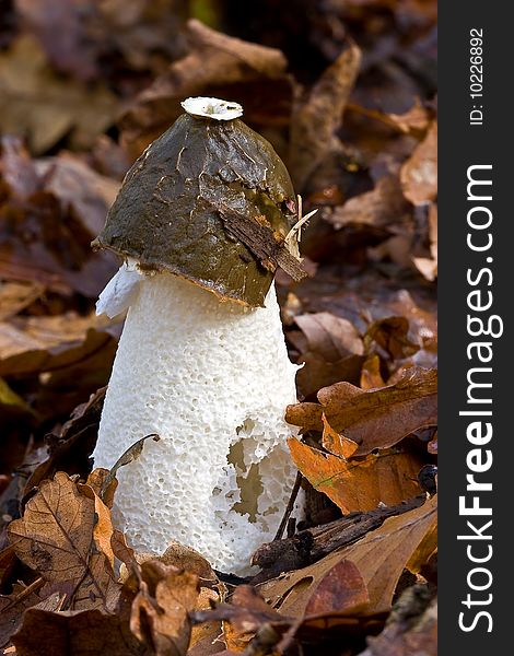 Fungi, Mushrooms In A Forest