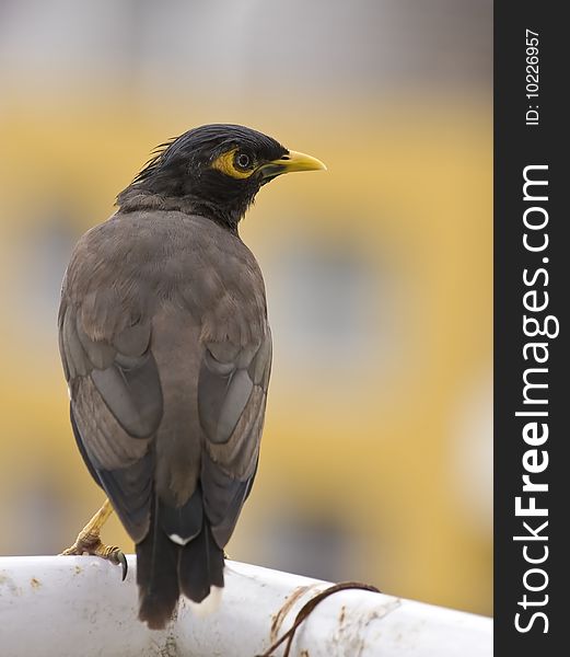 Common Mayna - Shalik

A common bird