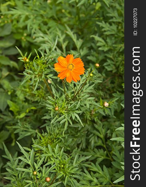 Tagetes patula,Bright red-yellow flowers on a short leg