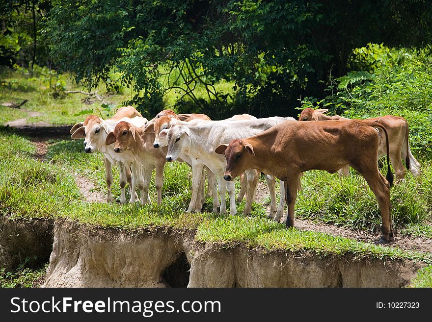 Photo of a group of cows; looking down