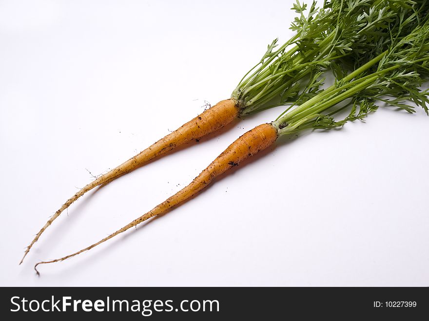 Two freshly picked young carrots