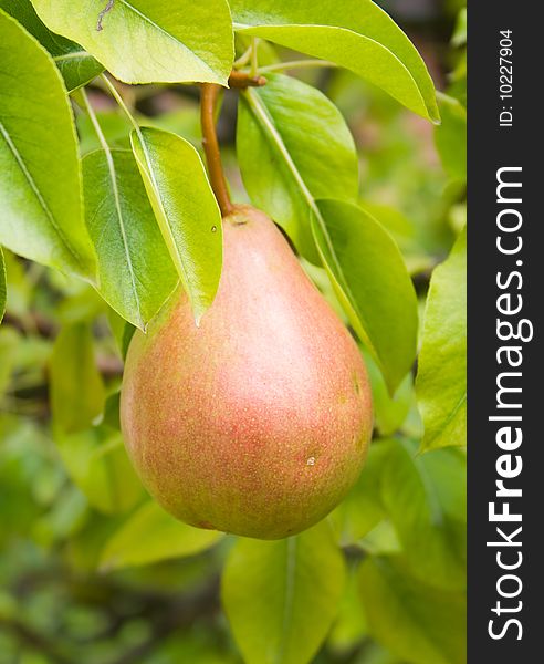 Red pear with the green background.