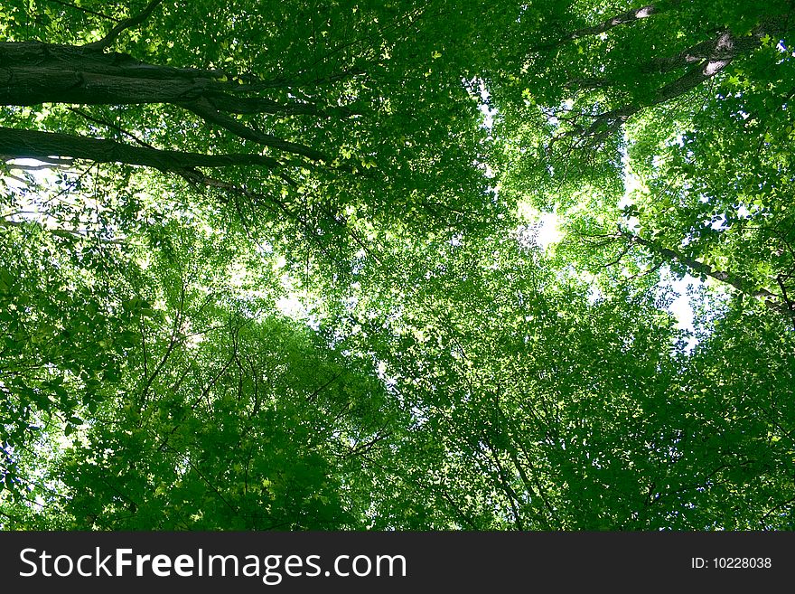 Sunlight in trees of green summer forest