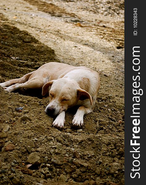 Small, light brown, mud dog sleeping on a dirt road near a construction site during a bright afternoon. Small, light brown, mud dog sleeping on a dirt road near a construction site during a bright afternoon