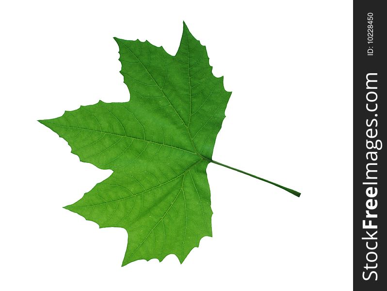 Leaf of clon on white background