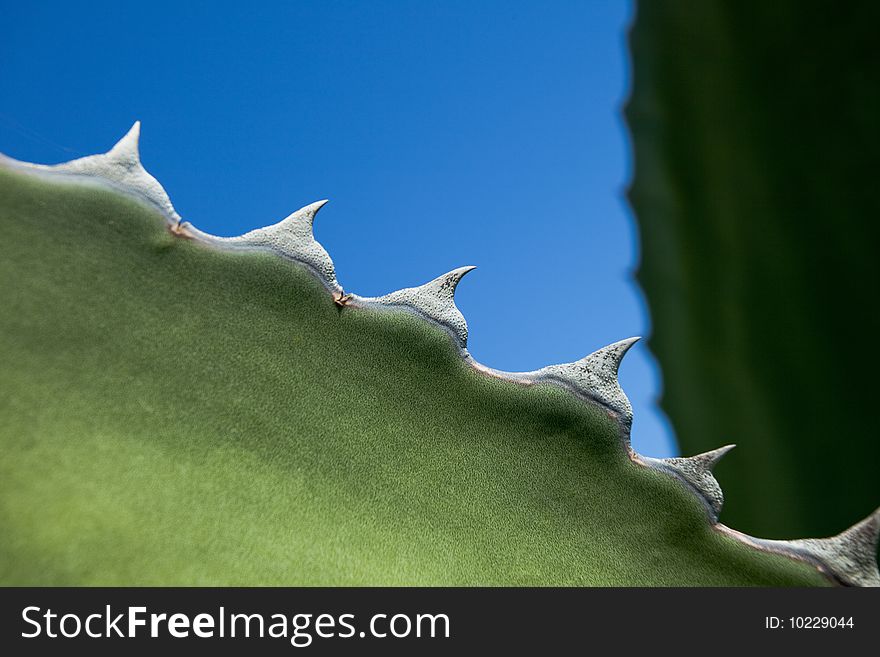 Sharktoothed Cactus