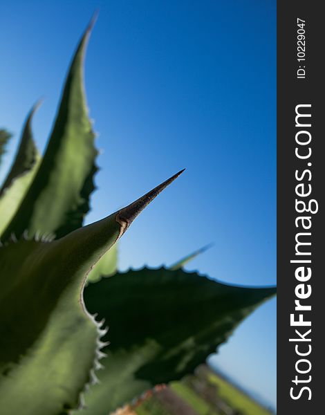 Huge thorn on the end of a fleshy cactus leaf. Huge thorn on the end of a fleshy cactus leaf