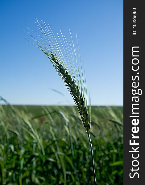 Unripe green wheat head isolated in a crop. Unripe green wheat head isolated in a crop