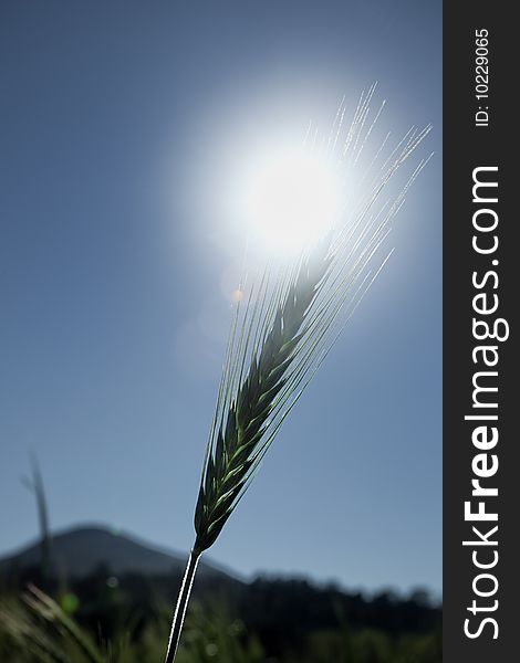 Single wheat head backlit by sun blue sky. Single wheat head backlit by sun blue sky