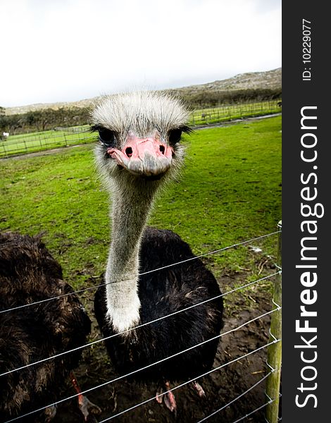 Grumpy or irritable looking ostrich shot with wide angle lens. Grumpy or irritable looking ostrich shot with wide angle lens