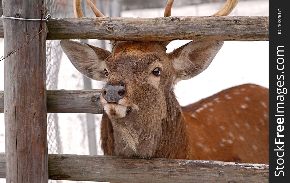 Young north deer under protection in the park