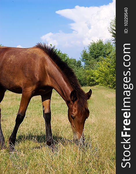 Brown horse grazing on pasture