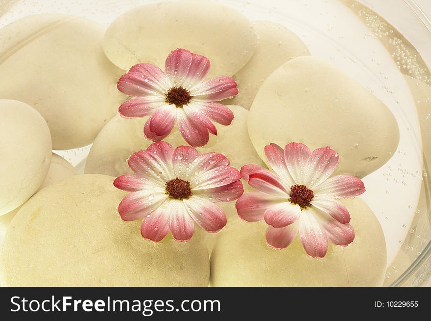 Spa bowl with water, pink flowers and stones. Spa bowl with water, pink flowers and stones