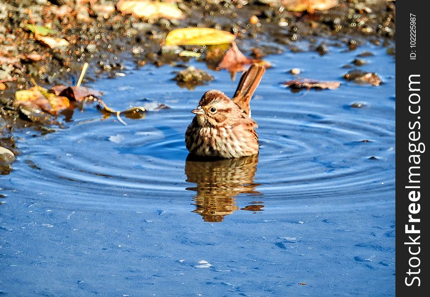 Oiseau &#x28;Bruant Chanteur&#x29; 143