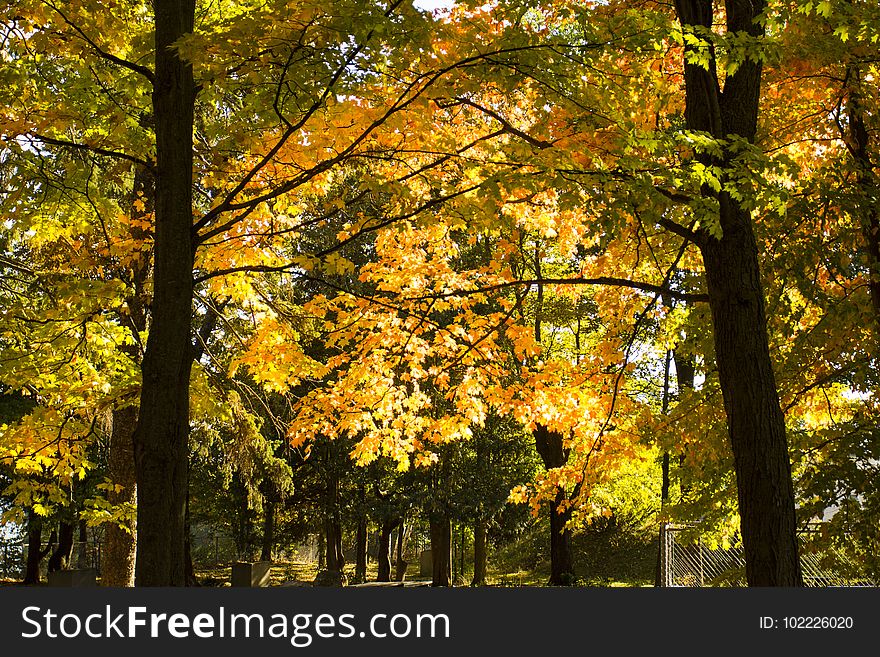 Autumn Trees In Quebec, Canada