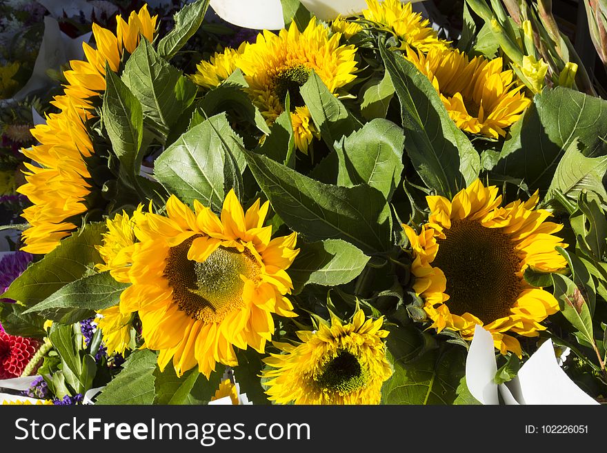 Bucket of sunflowers. Bucket of sunflowers