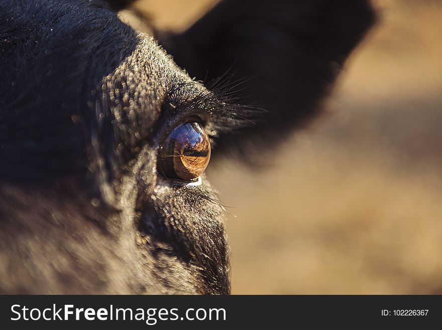 Animal, Blur, Cattle, Close-up