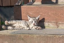 Cute Grey Kitten Stock Photo