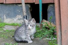 Cute Grey Kitten Royalty Free Stock Photo