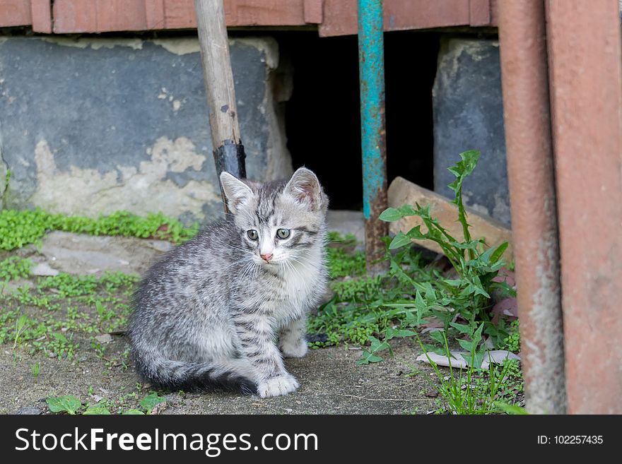 Adorable little grey striped kitten portrait outside. Adorable little grey striped kitten portrait outside.