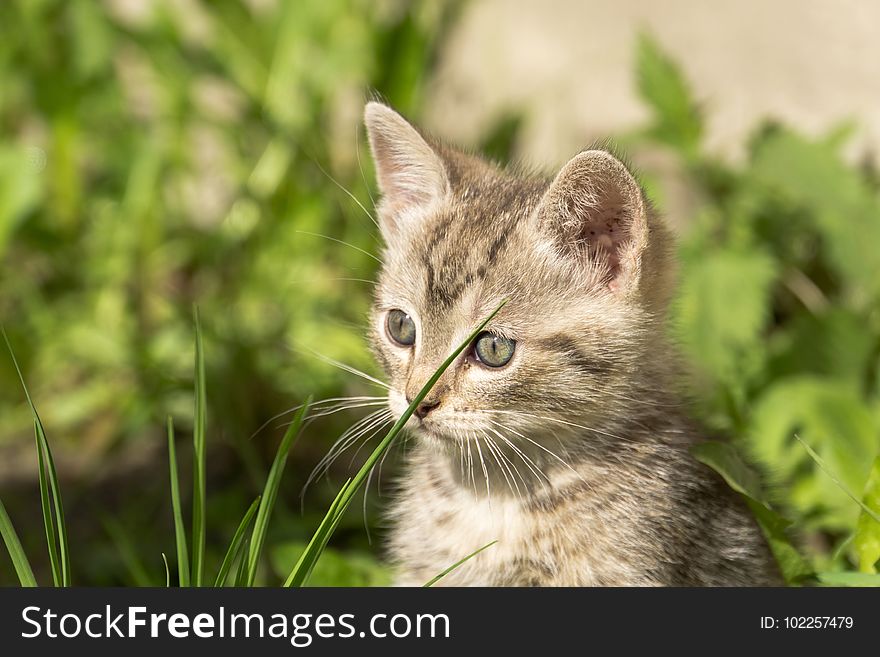 Adorable little grey striped kitten portrait outside. Adorable little grey striped kitten portrait outside.