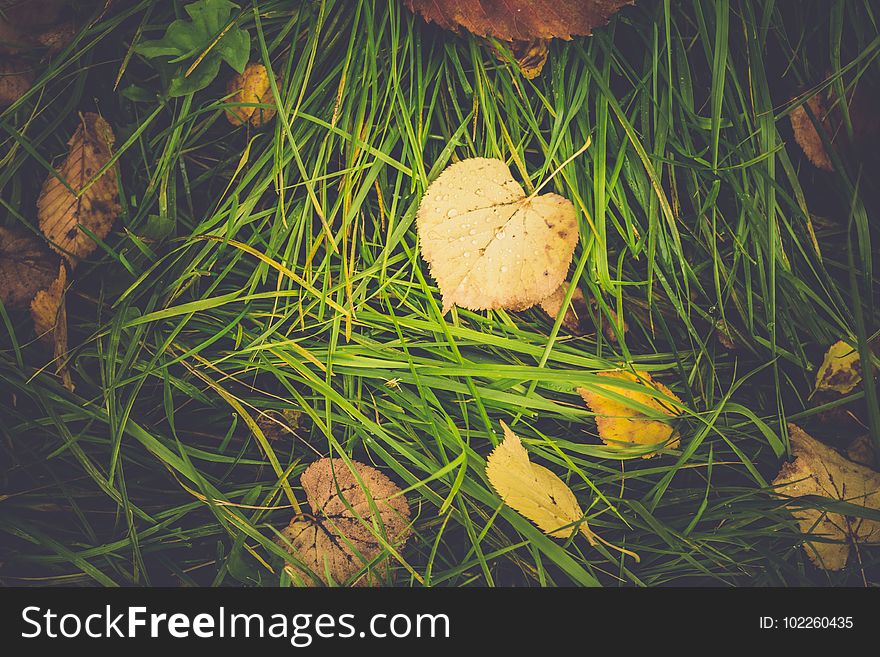 Fallen leaves of yellow color on the grass. Fallen leaves of yellow color on the grass.