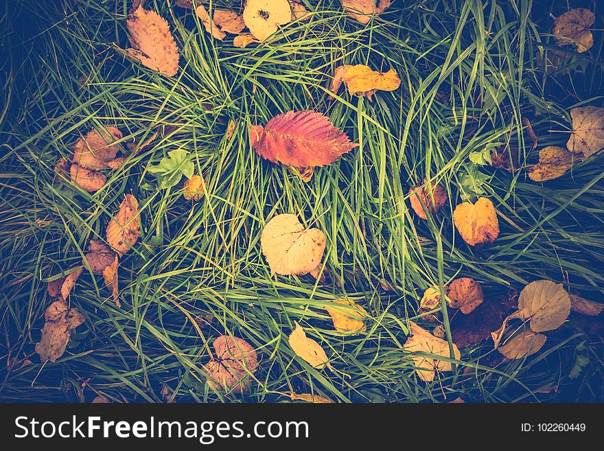 Fallen leaves of yellow color on the grass. Fallen leaves of yellow color on the grass.