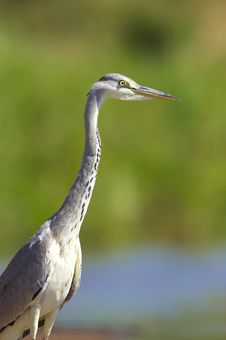 Grey Heron Bird Royalty Free Stock Photos