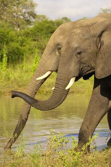 Two Large Elephants Royalty Free Stock Image