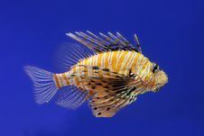 Zebra Lionfish Stock Photos