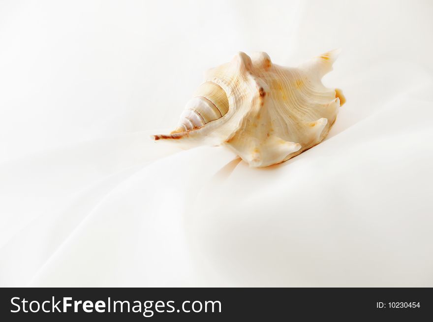 A closeup of tropic seashell on the background of white silk
