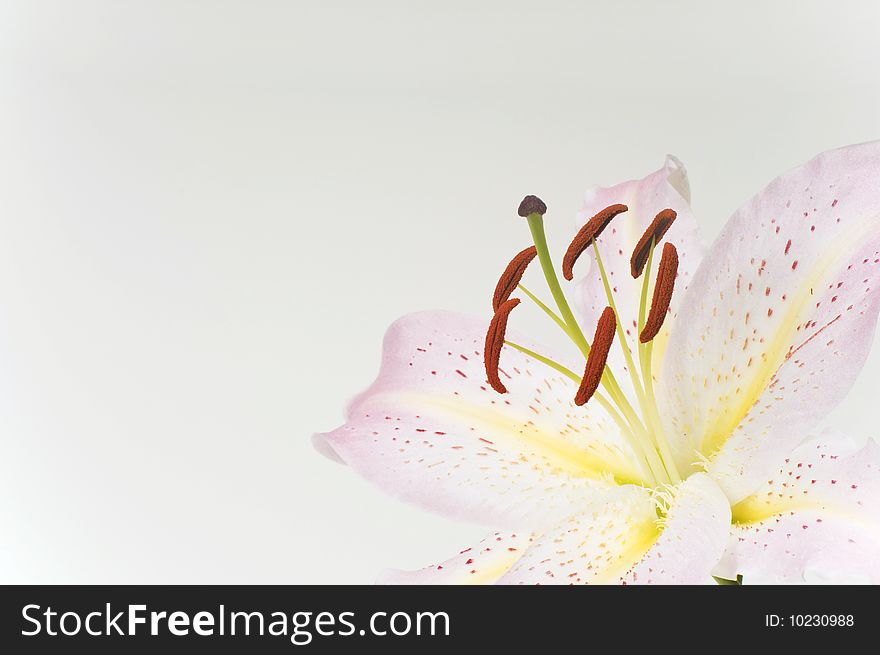 A pink and yellow oriental lilly on a white background. A pink and yellow oriental lilly on a white background