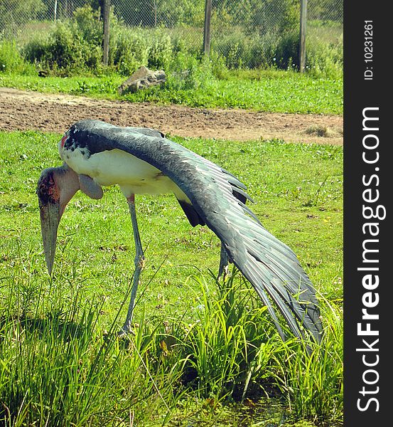 A Marabou stork in captivity.