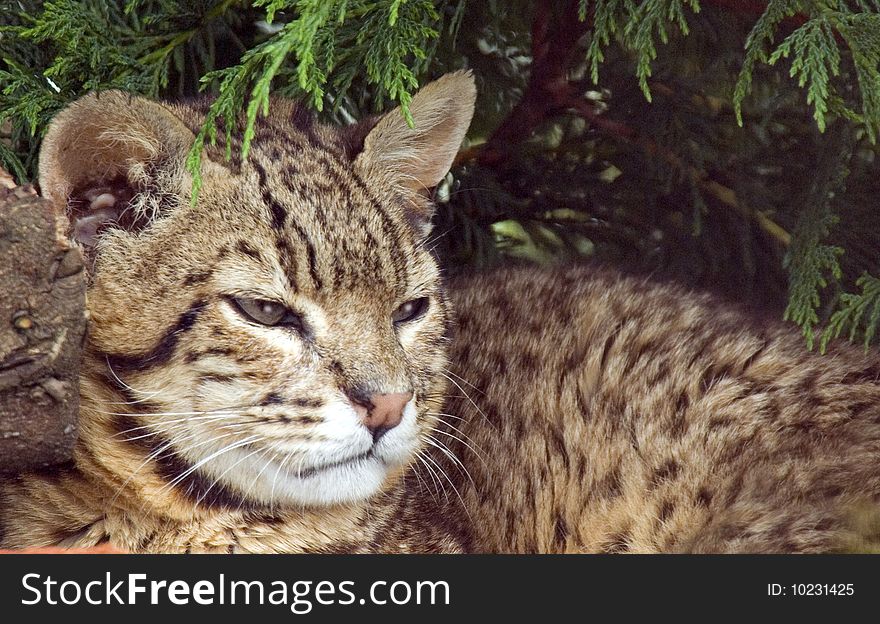 Geoffroy S Cat