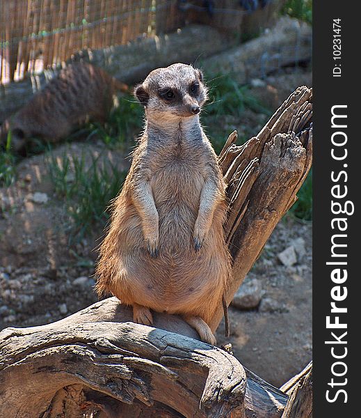 A smart suricate is standing.