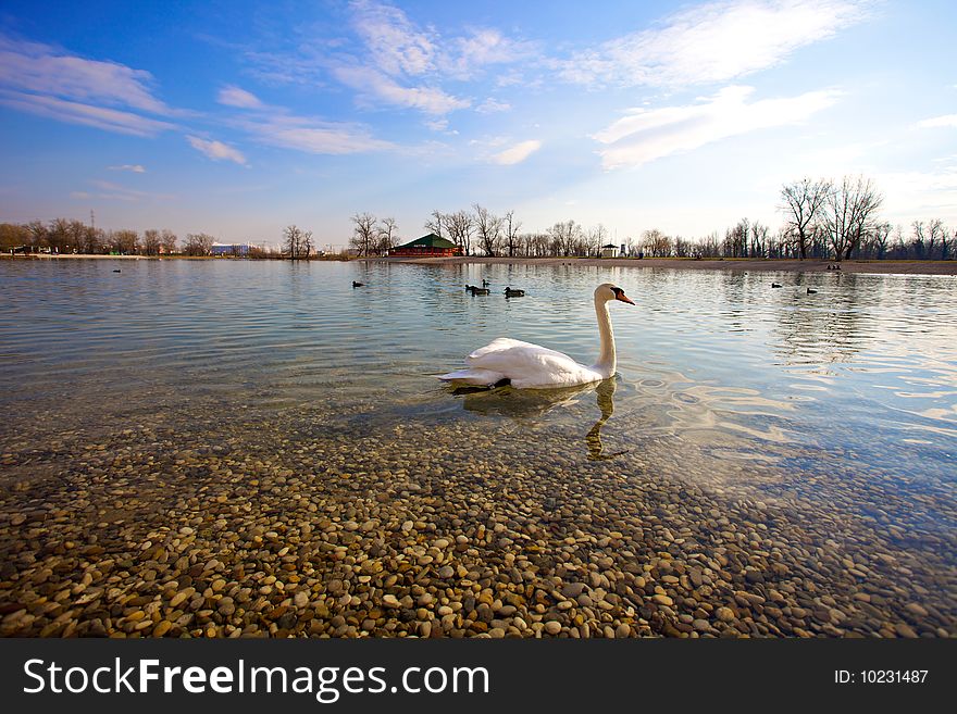 Swan and duck on the lake