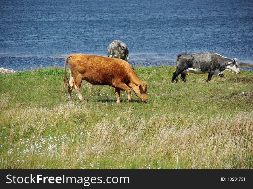 Irish cows in the Connemara, in Ireland