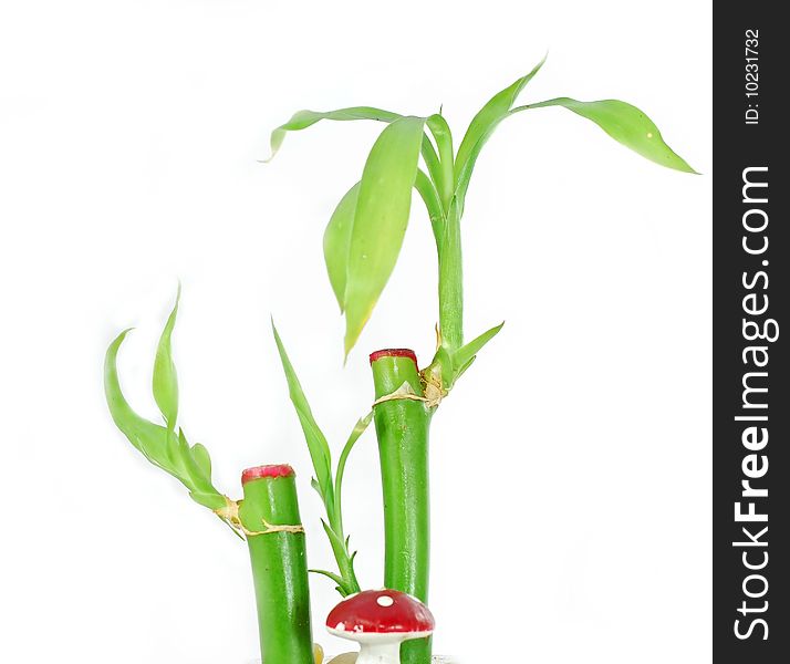 Green bamboo plant over white