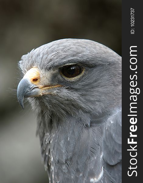 African crowned eagle looking fierce. African crowned eagle looking fierce