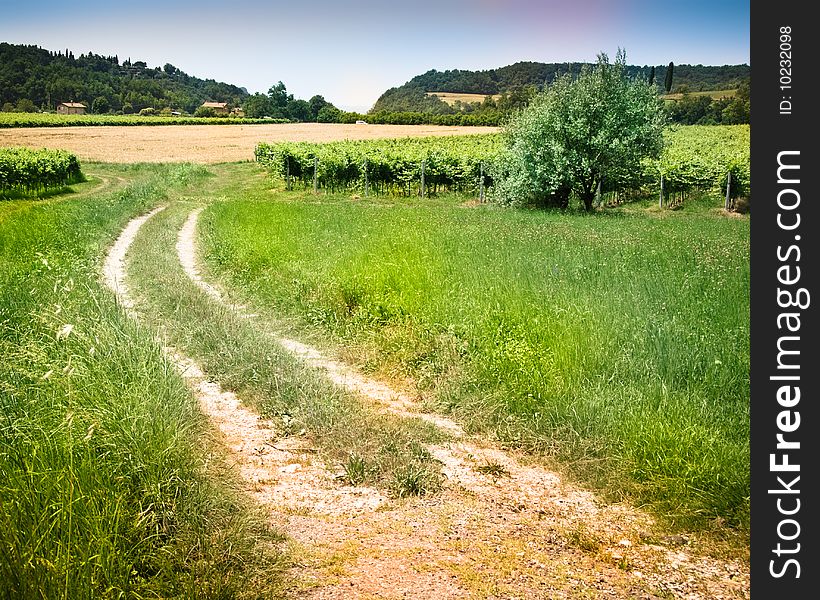 Italian country road among grass and vineyard. Italian country road among grass and vineyard