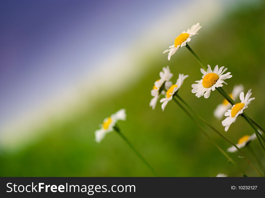 White Daisies On Green And Blue Background