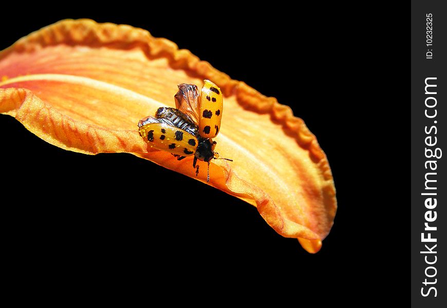 A ladybug with its wings spread on the petal of an orange lily. A ladybug with its wings spread on the petal of an orange lily.