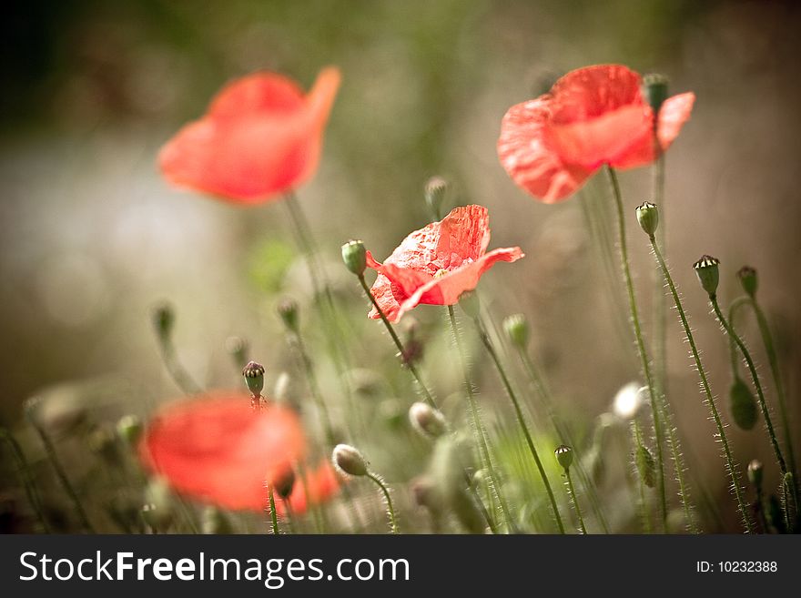 Red poppy  under the sun. Red poppy  under the sun