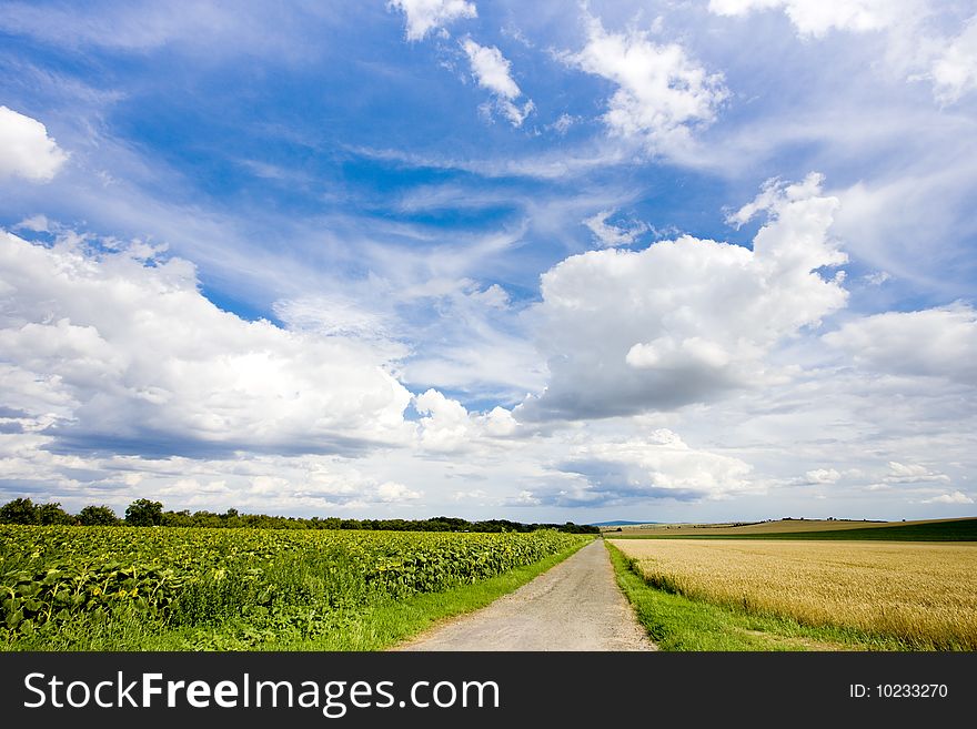 Sunflower field with a path