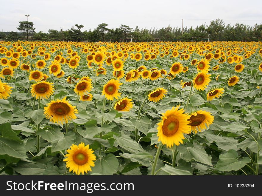 A vast field fill with beautiful sunflowers; this place is located in the countryside of Thailand. A vast field fill with beautiful sunflowers; this place is located in the countryside of Thailand.