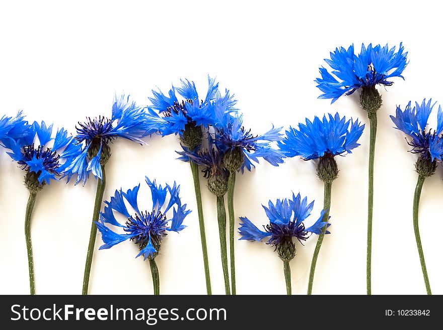 Blue cornflowers on white background