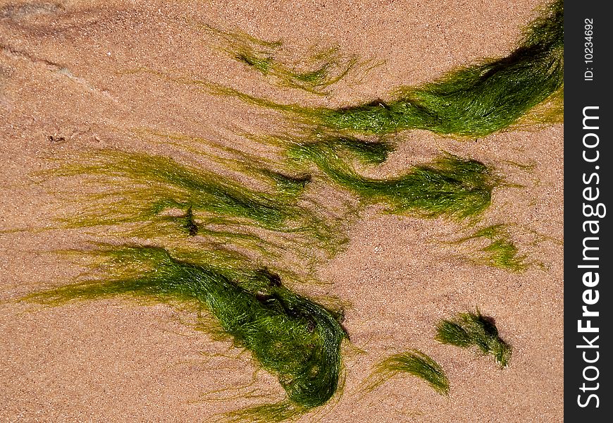 Green Seaweed kelp on sea sand background. Green Seaweed kelp on sea sand background