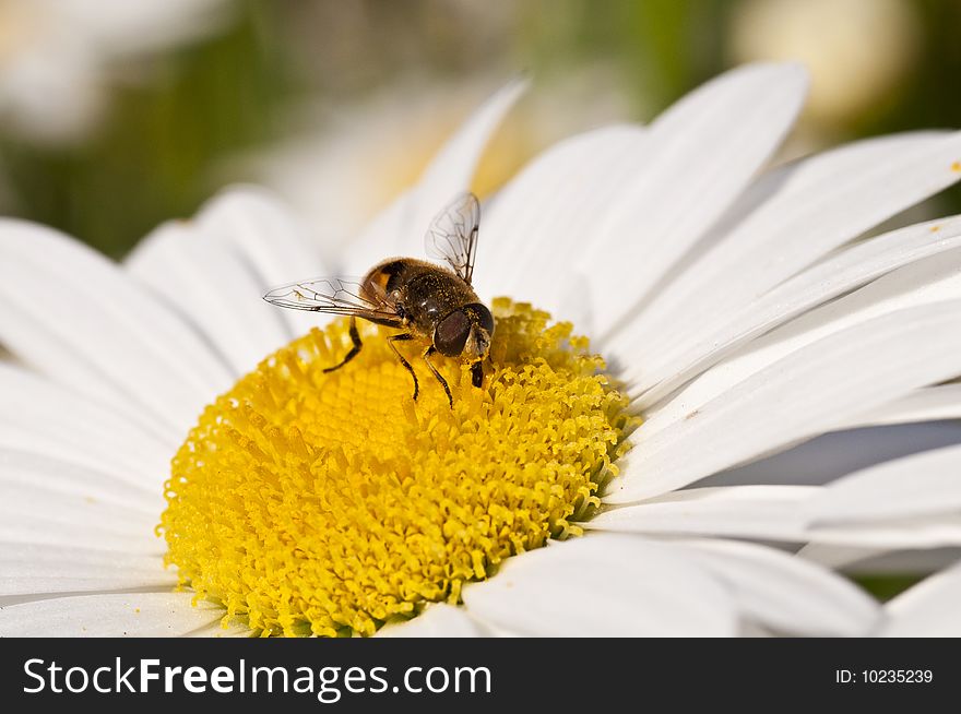 A bee collecting nectar from a daisy flower. A bee collecting nectar from a daisy flower