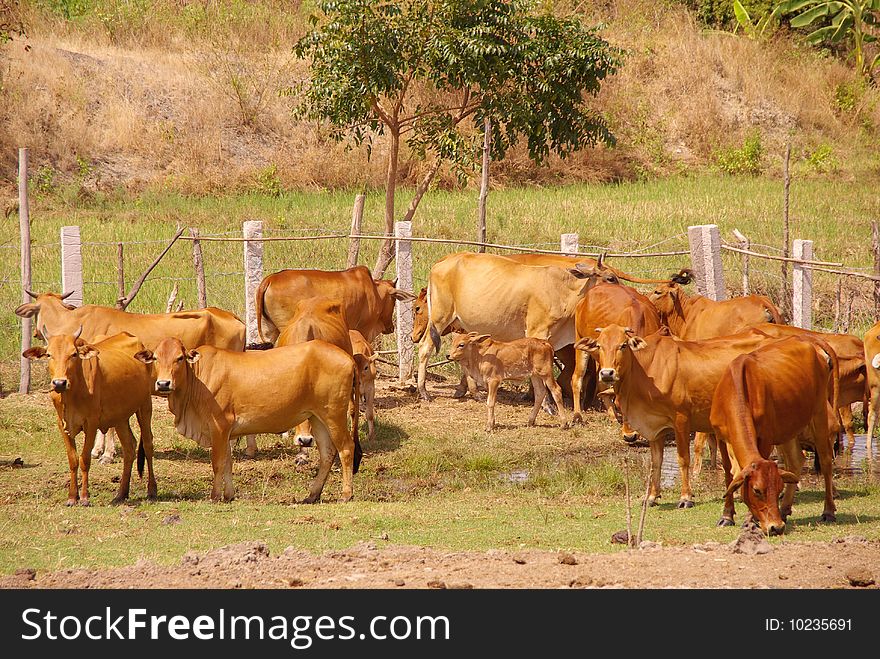 Brown Vietnamese cows in a paddock